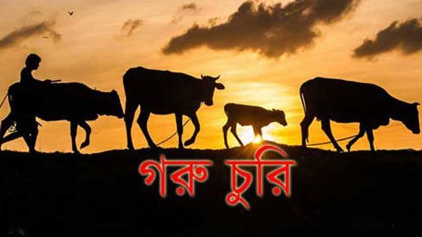 সিলেটের হেতিমগঞ্জে ফের চুরি, এবার চুরি হলো ৩টি গরু - Banglar Mati