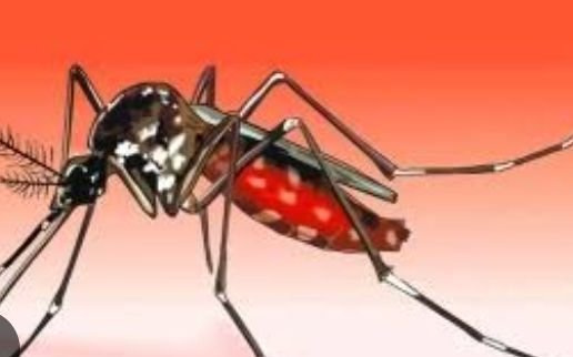 সিলেট নগরীতে মশার উৎপাত " পর্যাপ্ত লোক বলের  অভাবে সিসিকের মশক নিধন বন্ধ - Banglar Mati