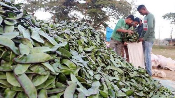 বিশ্বের ১৩টি দেশে রপ্তানি হচ্ছে সিলেটের গোয়ালগাদ্দা শিম - Banglar Mati