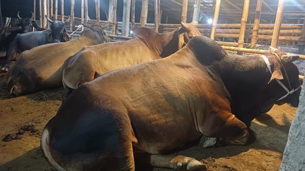 মেঘালয়ে কারফিউ, তবুও জৈন্তাপুর উপজেলায় থেমে নেই ভারতীয় চোরাচালান - Banglar Mati