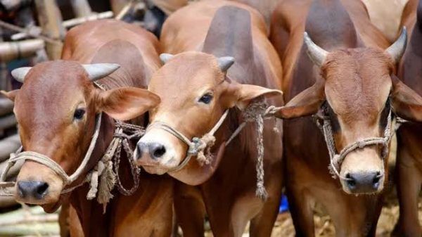 কোরবানি ঈদ সামনে রেখে নতুন রুটে দেশে ঢুকছে গরু - Banglar Mati