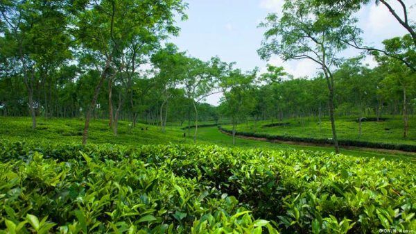 শ্রীমঙ্গলে চায়ের বাগান ঘুরতে হলে লাগবে প্রবেশ ফি ২০ টাকা - Banglar Mati