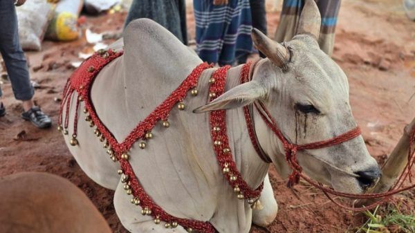 কোরবানির হাটে ঢুকতেই চোখে পড়ে 'শাকিব ,পরীমনি,ডোনাল্ড ট্রাম্প' - Banglar Mati