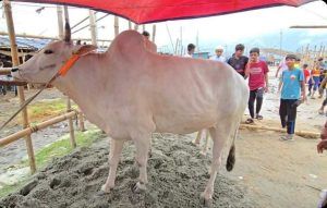 কোরবানির হাটে ঢুকতেই চোখে পড়ে 'শাকিব ,পরীমনি,ডোনাল্ড ট্রাম্প' - Banglar Mati