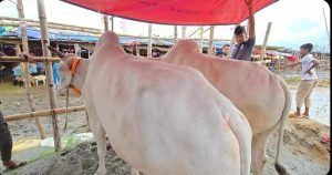 কোরবানির হাটে ঢুকতেই চোখে পড়ে 'শাকিব ,পরীমনি,ডোনাল্ড ট্রাম্প' - Banglar Mati