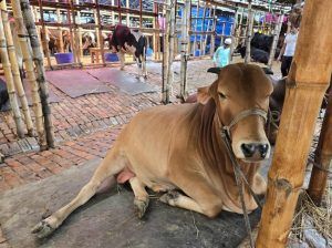 কোরবানির হাটে ঢুকতেই চোখে পড়ে 'শাকিব ,পরীমনি,ডোনাল্ড ট্রাম্প' - Banglar Mati