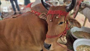 কোরবানির হাটে ঢুকতেই চোখে পড়ে 'শাকিব ,পরীমনি,ডোনাল্ড ট্রাম্প' - Banglar Mati