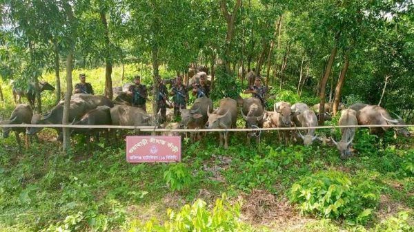জকিগঞ্জ (১৯ বিজিবি) এর বিশেষ অভিযানে কোটি টাকার অধিক মূল্যের ৬৫ টি ভারতীয় মহিষ আটক - Banglar Mati
