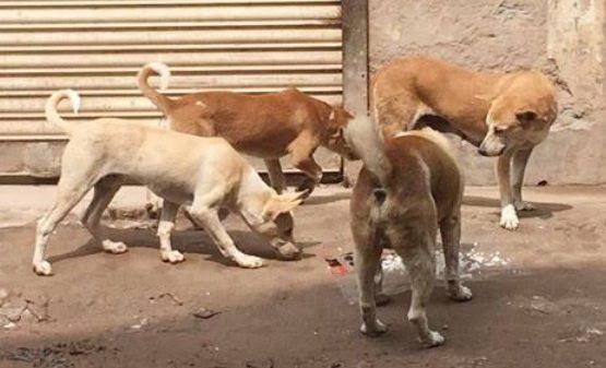 সিলেট মহানগরীতে বেওয়ারিশ কুকুর আতঙ্ক আশংকা জনক বৃদ্ধি পেয়েছে - Banglar Mati